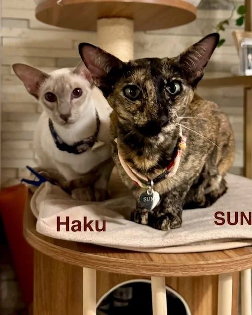 Suni helped by Paws In Need