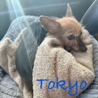 Tokyo, a tiny terrier mix, bundled in a beige towel with her ears perked up
