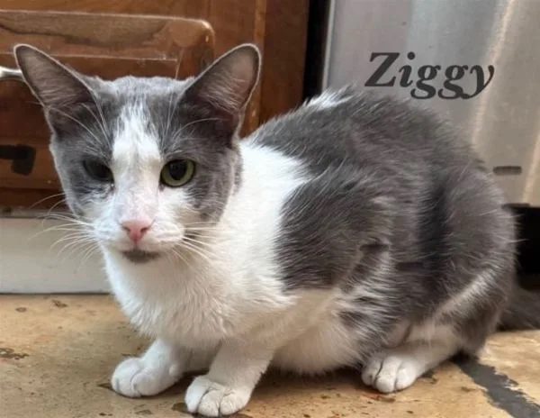 Ziggy, a gray-and-white cat, crouched on a kitchen floor